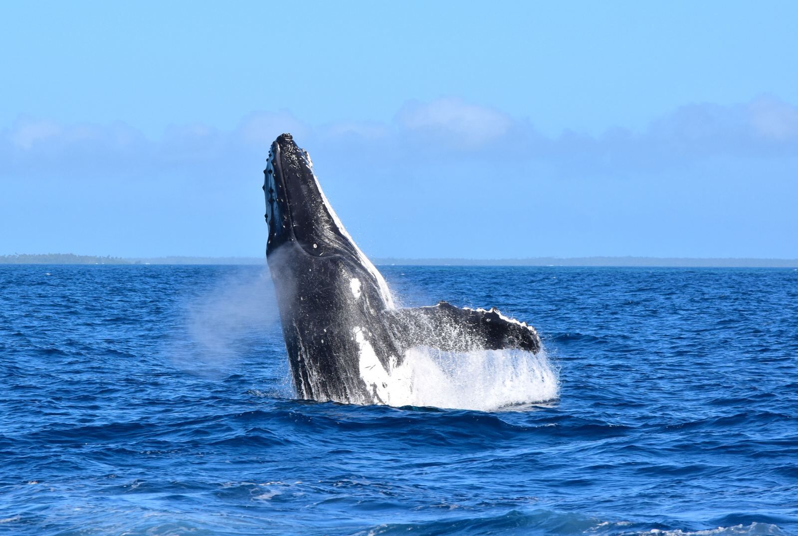When is the Whale Season in Tonga?